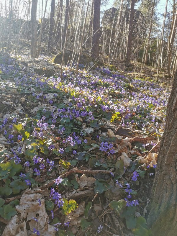 2E76784D-67BF-45DA-AF44-09E327266B34 2E76784D-67BF-45DA-AF44-09E327266B34