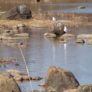 Töölönlahden ympäri (maaliskuu)